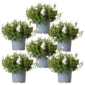 6 pieces Bellflower white