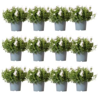 12 Pieces Bellflower White