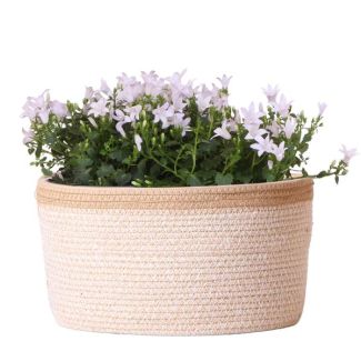 Basket with 3 pieces Campanula, Color White, Garden Plants, Balcony Plants, Filled Plant Pot, House Plants, Flowering House Plant, Campanula Addenda Ambella white