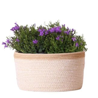 Basket with 3 pieces of Campanula, Color purple, Garden plants, Balcony plants, Filled plant container, Houseplant, Flowering houseplant, Campanula Addenda Ambella Intense purple