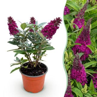 Butterfly Bush Deep Pink