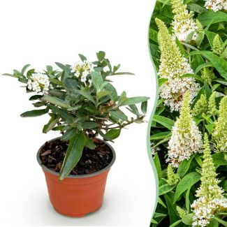 Butterfly Bush White