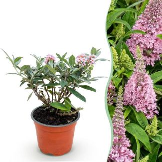 Butterfly Bush Soft Pink