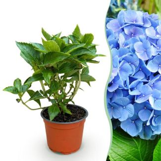 Hydrangea Blue