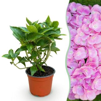 Hydrangea Pink