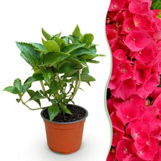 Hydrangea Red