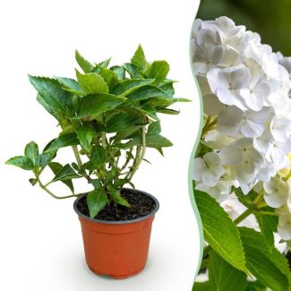 Hydrangea White
