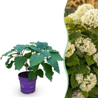 Hydrangea White