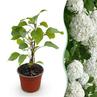 Hydrangea White