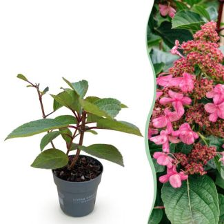 Panicled Hydrangea White - Light Pink