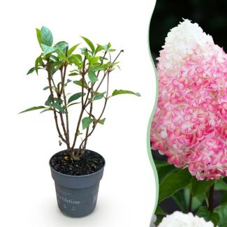 Panicled Hydrangea White - Pink