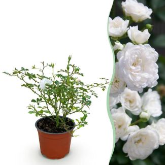Rose White