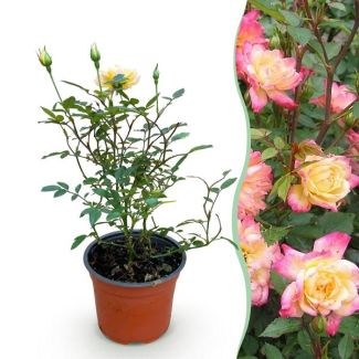 Rose Yellow-Pink