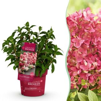 Panicled Hydrangea White to Ruby Red