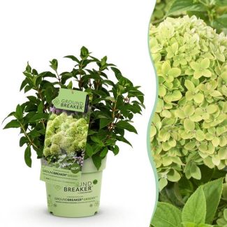 Panicled Hydrangea Cream