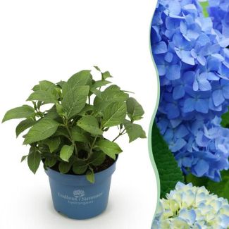 Hydrangea Blue