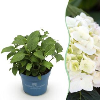 Hydrangea White