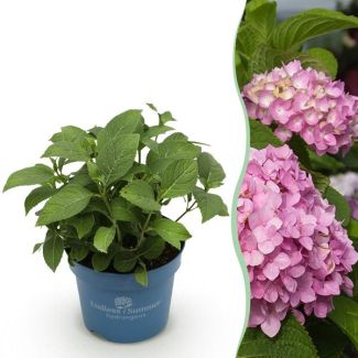 Hydrangea Pink
