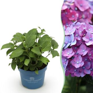 Hydrangea Purple