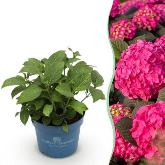 Hydrangea Pink/Red