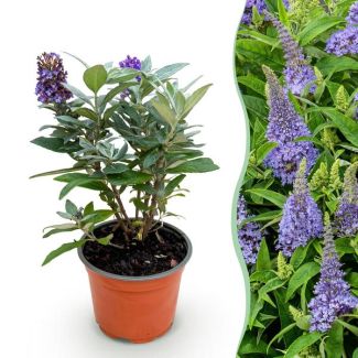 Butterfly Bush Lilac