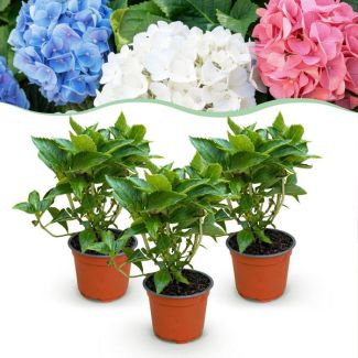 Hydrangea Multicolor Pink - Blue - White