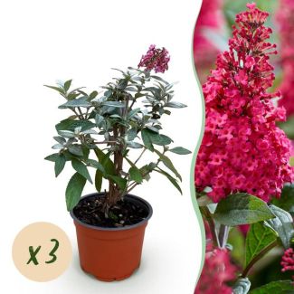 3 Pieces Butterfly Bush Pink - Red