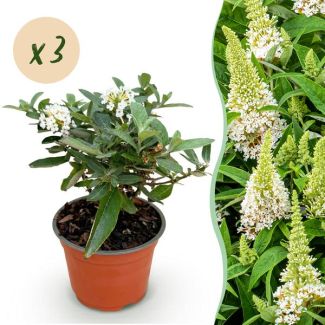 3 Pieces Butterfly Bush White