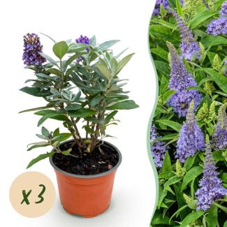 3 Butterfly Bush Lilac