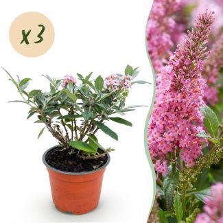 3 Pieces Butterfly Bush Light Pink