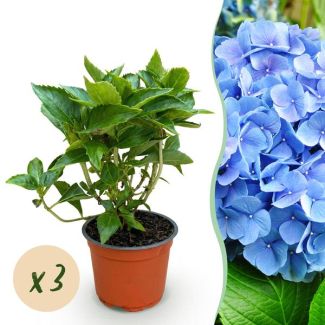 3 Pieces Hydrangea Blue