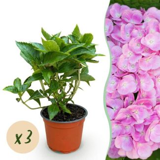 3 Pieces Hydrangea Pink