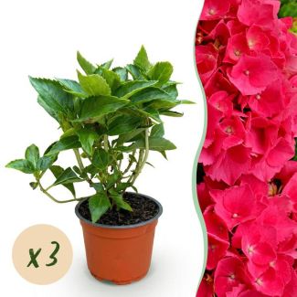 3 Pieces Hydrangea Pink/Red
