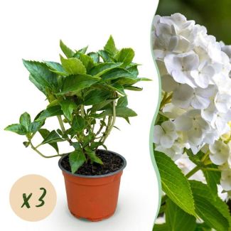 3 Pieces Hydrangea White