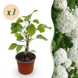3 Pieces Hydrangea (Snowball)