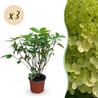 3 Pieces Panicled Hydrangea Lime Green - Cream - Soft Pink