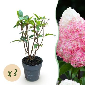 3 Pieces Panicle Hydrangea Cream - White - Pink