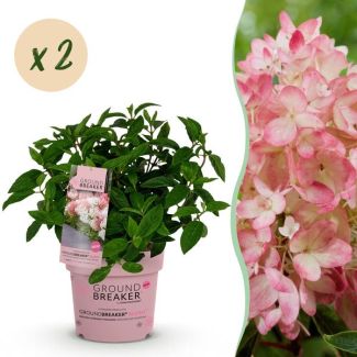 2 Pieces Panicled Hydrangea Cream to Soft Pink/Pink