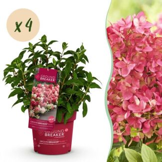 4 Pieces Panicle Hydrangea Cream to Ruby Red