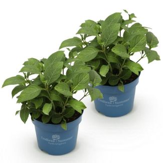 2 Pieces Hydrangea White