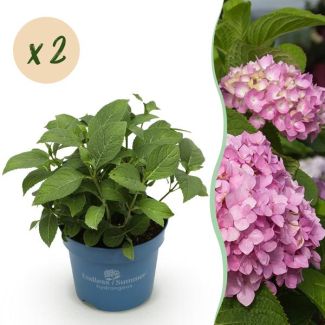 2 Pieces Hydrangea Pink