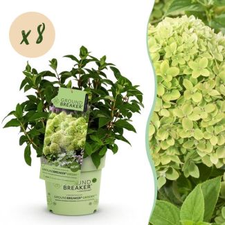8 Pieces Panicle Hydrangea Cream to Green