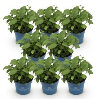 8 Pieces Hydrangea Pink