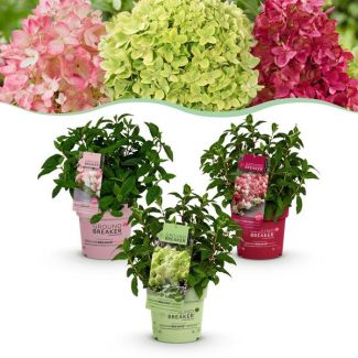 Mix of 3 Types of Panicle Hydrangea White - Green/Cream - Cream to Ruby Red