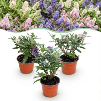 3 Pieces Butterfly Bush multicolour Pink - White - Lilac