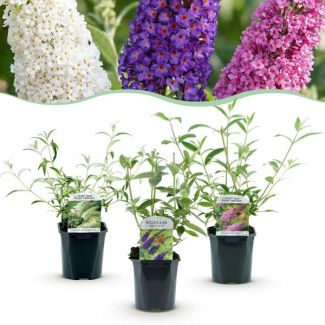 3 Pieces Butterfly Bush Multicolored Blue - Pink - White