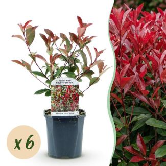 Hedge plant Glossy Mistletoe