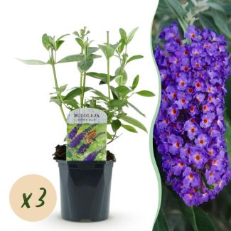 3 Pieces Butterfly Bush Deep Blue