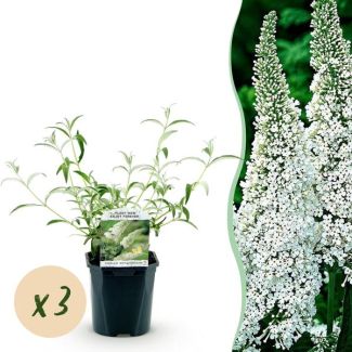 3 Pieces Butterfly Bush White