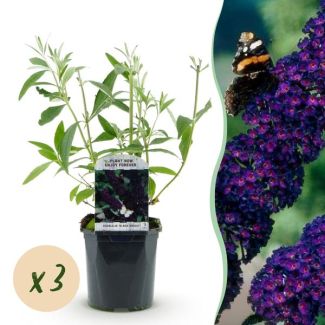 3 Pieces Butterfly Bush Purple